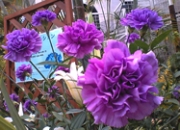 ���δۡ���������פ��Ŀ������͡�������Ÿ�������������