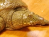 ���äݤ�顼���֤��äݤ�ƻ���